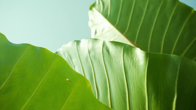 Close up of Large Green Elephant Ear Leaves against Blue Sky