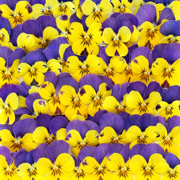 Pansy flower background decoration in yellow purple colors. Beautiful floral arrangement for greeting card. Mystique variety.
