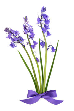 Bluebell Spring wild flower plant decoration design with purple bow on white background. Springtime floral arrangement for logo, greeting card.
