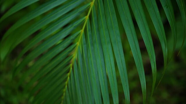 Background of Fresh Green Palm Tree Leaves in the Garden