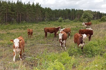 Obraz premium Hereford cows (bos taurus) grazing in pasture in cloudy summer weather, Muhu, Estonia, Europe.