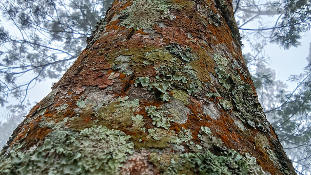 all tree viewed from below with branches reaching sky