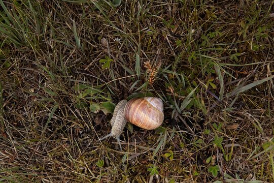Close-up of Roman snail (helix pomatia), also known as burgundy snail, edible snail, eor scargot,  moving on the ground in summer, Muhu, Estonia, Europe.