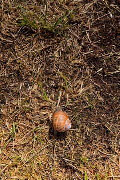 Close-up of Roman snail (helix pomatia), also known as burgundy snail, edible snail, eor scargot,  moving on the ground in summer, Muhu, Estonia, Europe.