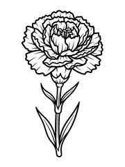 Obraz premium Line art carnation flower 