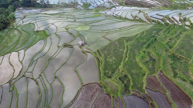 Aerial drone flyover of the lush, misty rice terraces in Tetebatu, Lombok Indonesia
