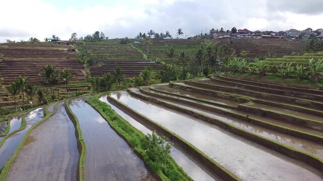 Cinematic flyover of the extensive Jatiluwih green terraced rice fields, Bali Indonesia