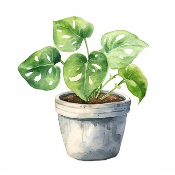 Watercolor monstera deliciosa plant in rustic pot, vibrant green foliage, isolated on white background, botanical illustration.
