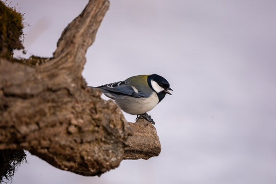 A Asian Japanese tit in the wild in eastern Hokkaido during the winter in Japan.