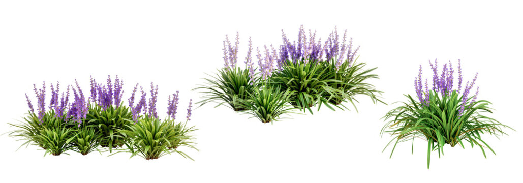 Purple flowers plants isolated on white background