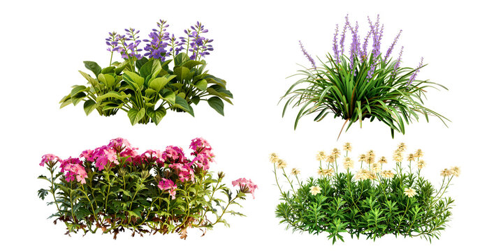 Set of flowers shurbs isolated on white background