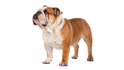 Fototapeta premium Bulldog stands proudly isolated on transparent background cut out