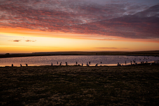 Silhouette of Gentoo penguins (Pygoscelis) at sunrise. Bleaker Island. Falkland Islands.	