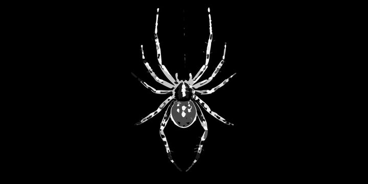 Detailed orb weaver spider hangs from web against dark background silhouette
