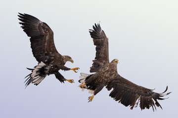 Obraz premium natural scene of sea eagles foraging on ice floes in Shunkunitai Hokkaido during winter.