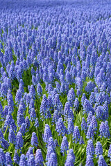 Fototapeta premium Beautiful blue Muscari flowers on spring meadow, floral abstract nature background. spring blossom season. Gentle aesthetic nature image. flowers of muscari hyacinth grow in garden. full frame