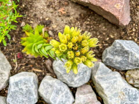 Hen and Chicks Blooming