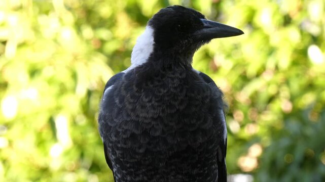 Australian Magpie (Gymnorhina tibicen) fledgling closeup of face looking around 4k