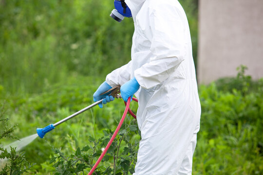 Pest control worker spraying herbicide on ragweed in protective suit