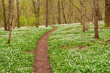 Naklejka premium Nature path in a budding spring forest with flowering Wood anemones