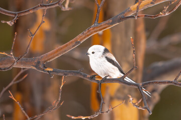 Fototapeta premium The Cute Shimanaga bird or long tail tit in the wild in eastern Hokkaido during the winter in Japan.