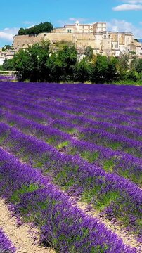 Blooming lavender field with Banon village in Provence, France, vertical shot