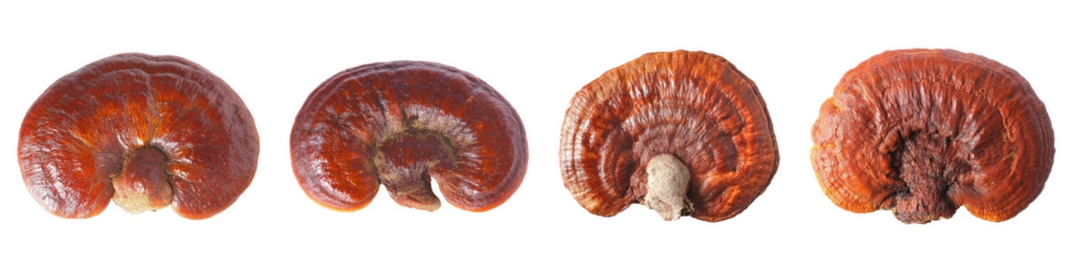 lingzhi mushrooms isolated on white background.