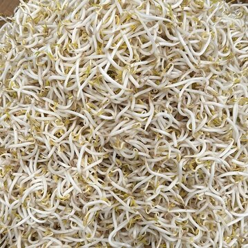 These fresh bean sprouts are sure to add a crunchy texture to your soto or pecel
