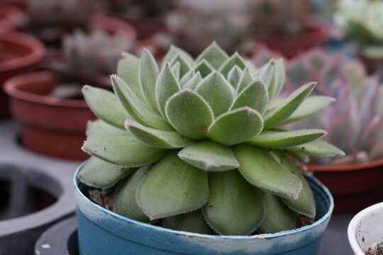 A green succulent plant with fuzzy leaves in a pot.
