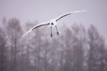 The Red-crowned cranes in the wild in eastern Hokkaido during the winter in Japan. © shirophoto
