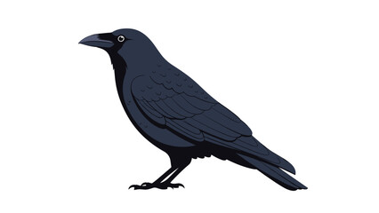 Obraz premium Detailed illustration of a majestic black raven standing in a side profile view against a clean white background.