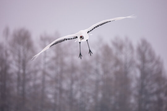 The Red-crowned cranes in the wild in eastern Hokkaido during the winter in Japan.