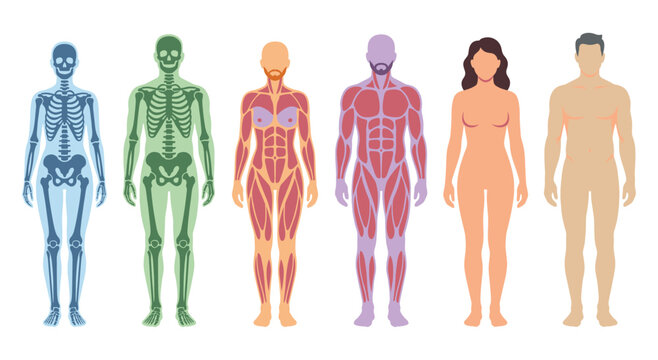 Detailed medical illustration of human body systems, showcasing skeletal, muscular, and skin layers in various stages.