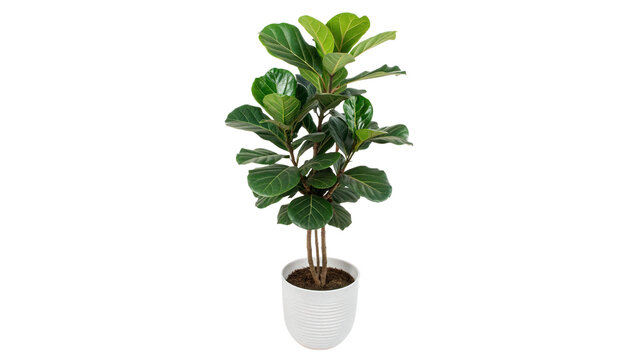 ficus lyrata in a white pot isolated on transparent background cut out