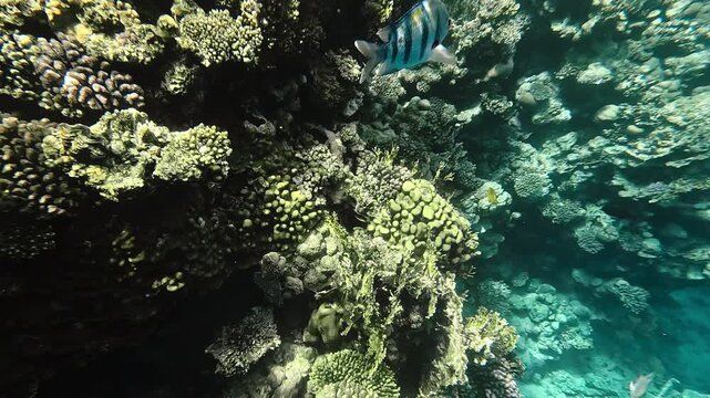 Tropical fish sergeant major swimming next to coral reef. Underwater life of Red sea, snorkeling.