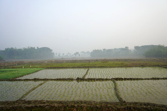 Wide Angle View of Young Green Paddy Seedlings in Flooded Fields Under Misty Morning Sky