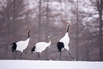 Obraz premium The Red-crowned cranes in the wild in eastern Hokkaido during the winter in Japan.