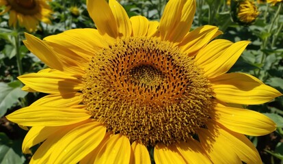 Obraz premium Golden sunflower in full bloom under the sun