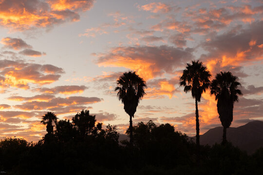 palm trees at sunset, Stanford, South Africa