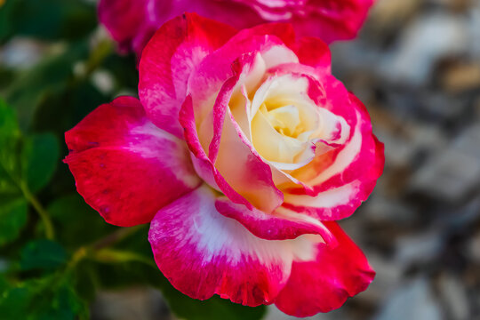 Red and White Double Delight Roses in a Summer Garden