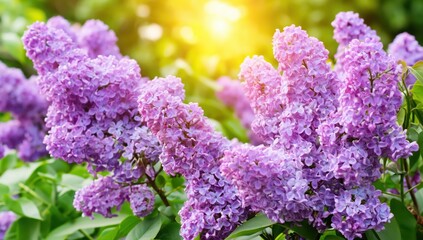 Obraz premium Lilac blossoms in full bloom under the sun