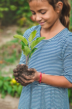 The child is planting a plant in the garden. Selective focus.