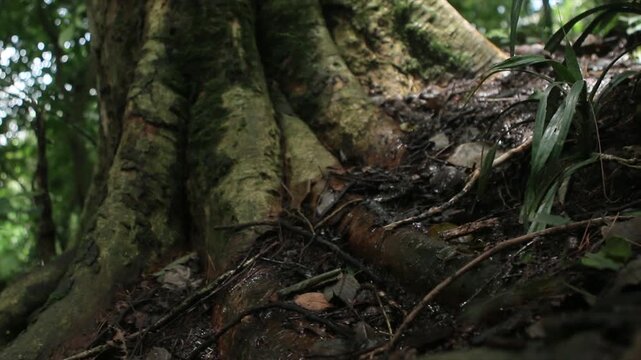 Close up of massive tropical tree roots and wet forest floor in high resolution 4K.