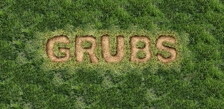 Grub Lawn Damage as chinch larva damaging grass roots causing a brown patch disease in the turf as a damaged Healthy Lawn representing gardening and landscaping.