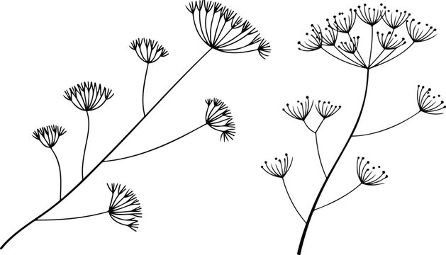 Minimalist black and white botanical line art illustration of dill plant with cascading umbrella seed heads in elegant natural composition