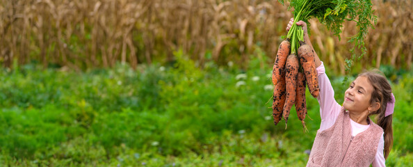 Naklejka premium The child is holding a harvest of carrots. Selective focus.