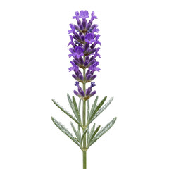 Fototapeta premium Fresh lavender flower sprig with water droplets isolated on transparent background