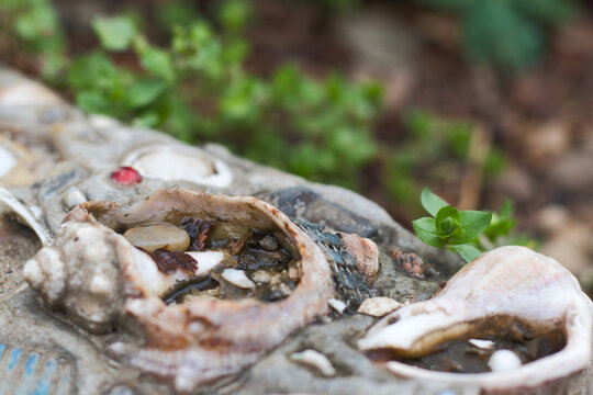 old shells in the rocks