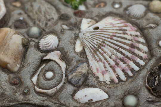 old shells in the rocks