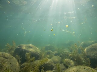 Obraz premium Artistic composite illustration of a clear freshwater ecosystem featuring aquatic plants and microscopic algae cells.